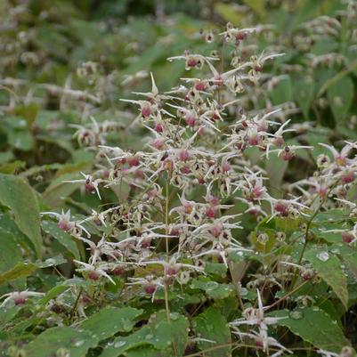 Image courtesy of Walters Gardens