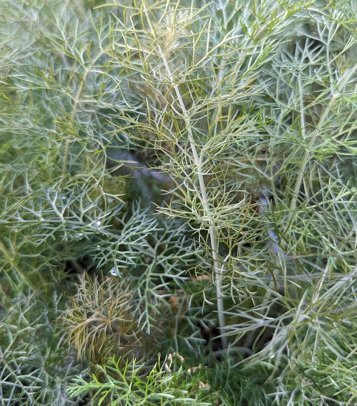 Image Credit: Prides Corner Farms