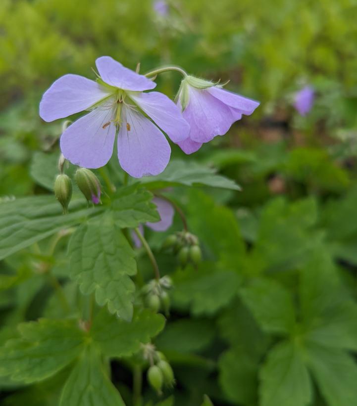 Geranium maculatum - Wild Geranium from Prides Corner Farms
