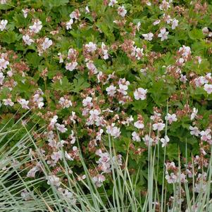 Image from Walters Gardens