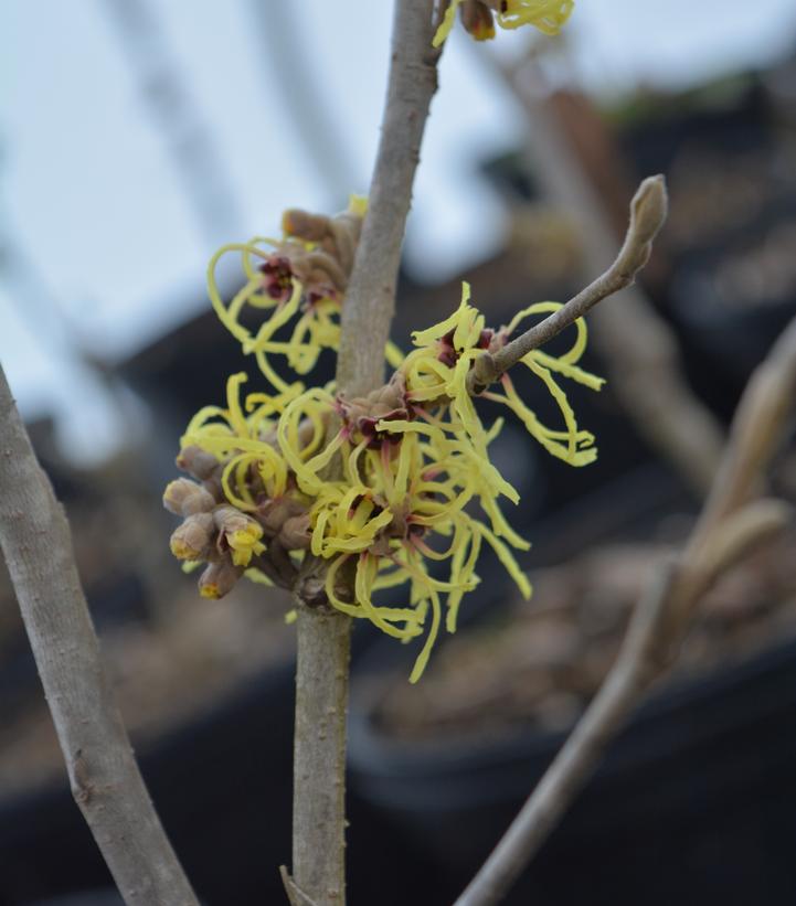 Hamamelis vernalis - Vernal Witchhazel from Prides Corner Farms