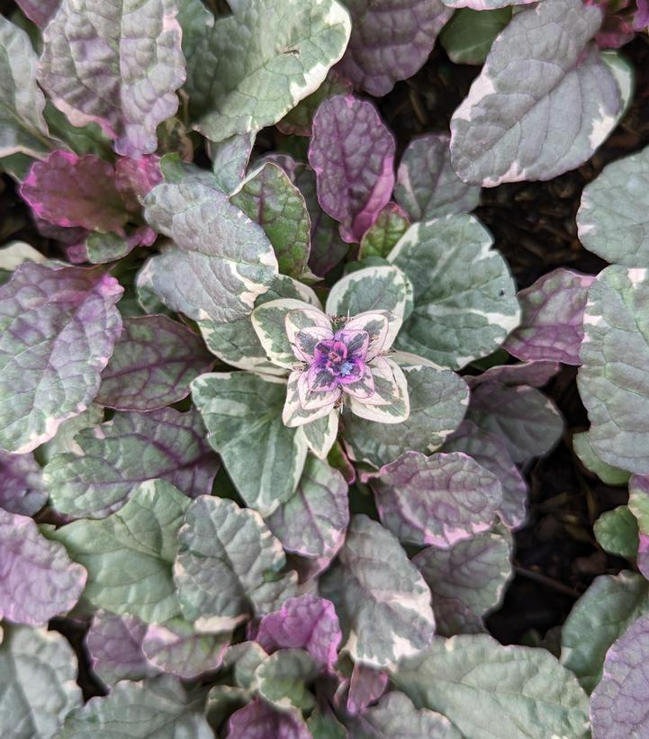 Image Credit: Prides Corner Farms