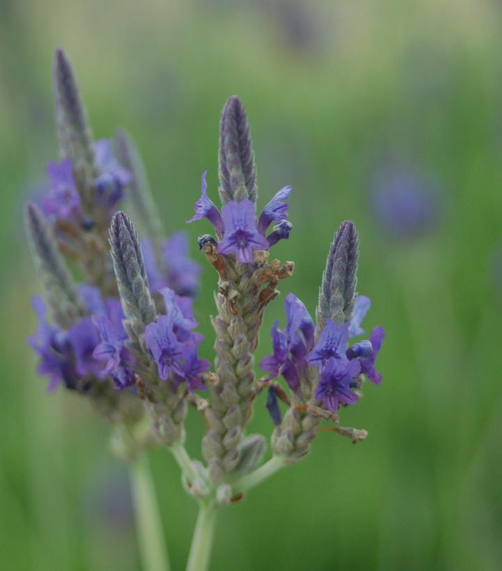 Image credit: Prides Corner Farms