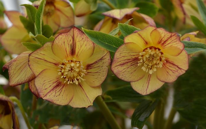 Helleborus Honeymoon® Tropical Sunset