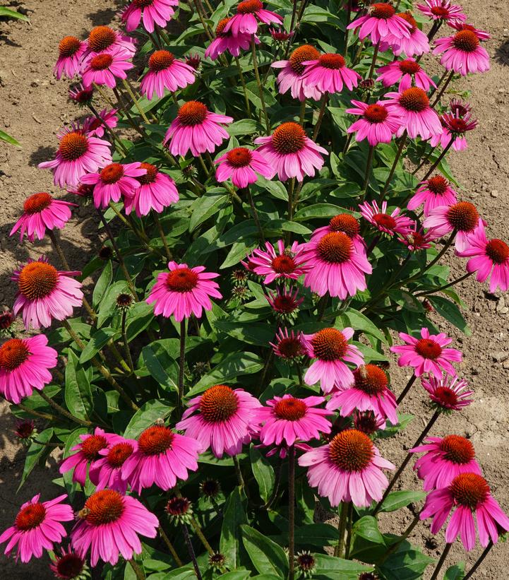 Echinacea x Sombrero® Rosada