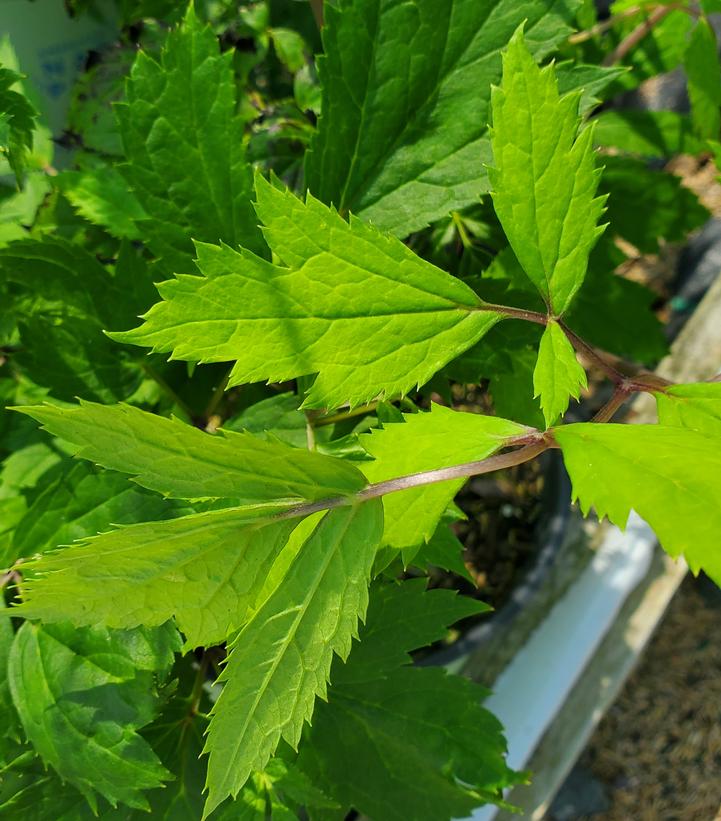 Image Credit: Prides Corner Farms