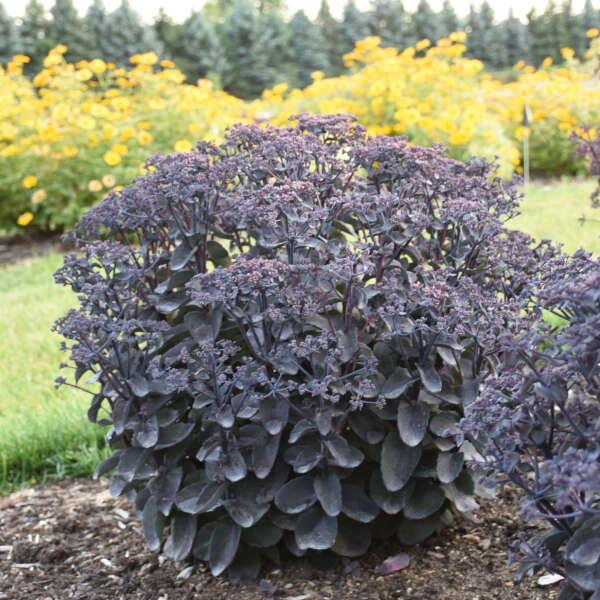 Sedum x Rock 'N Grow® 'Back in Black'