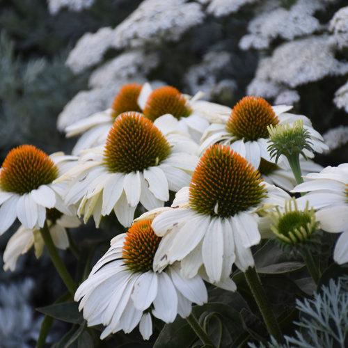 Echinacea x Color Coded® The Price is White