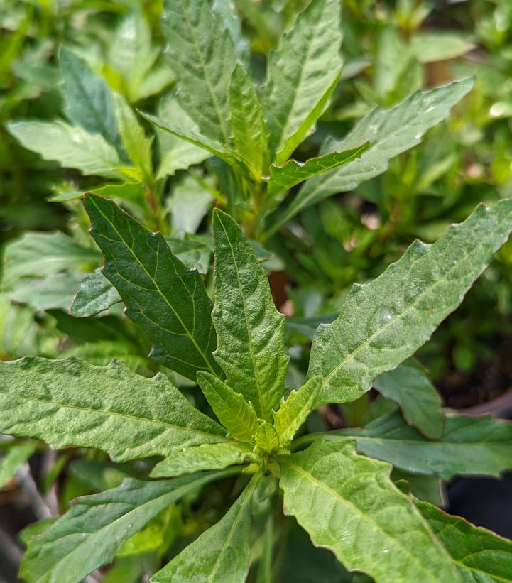 Dysphania ambrosioides - Epazote from Prides Corner Farms