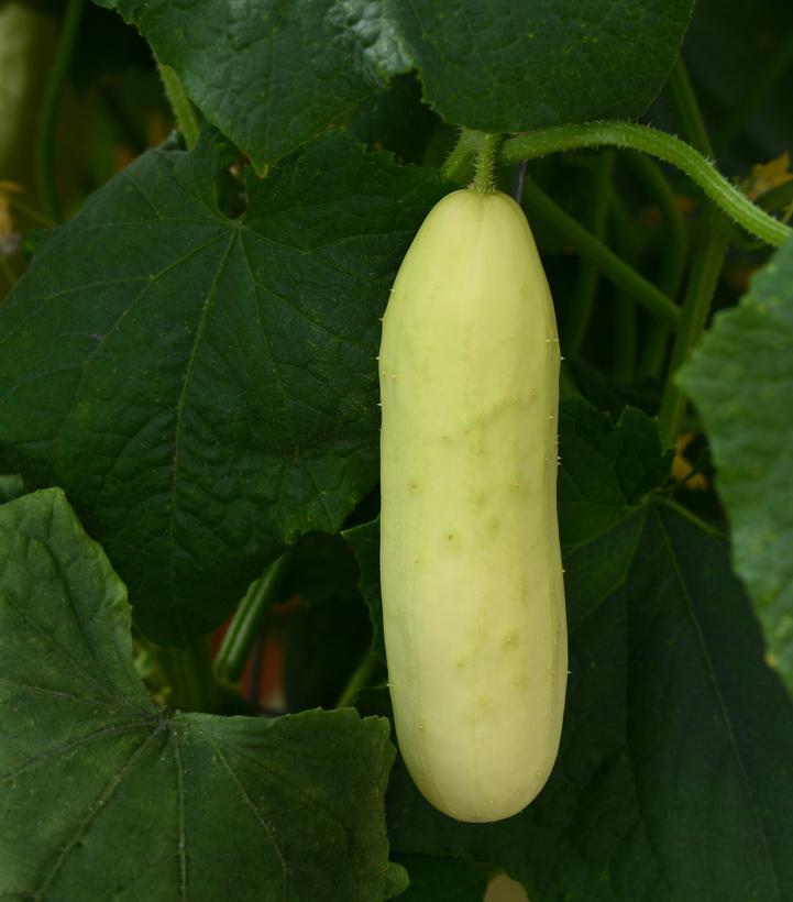 Cucumber 'Martini' - photo courtesy of Ball Seed