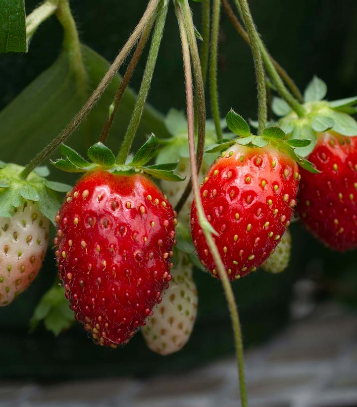 Strawberry (Fragaria) x ananassa 'Rosy Belle™' -photo courtesy of Ball Star Roses and Plants