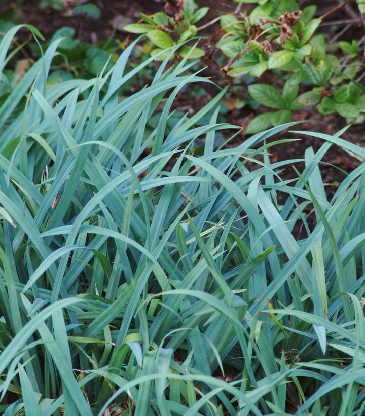 Carex flaccosperma -photo courtesy of North Creek Nurseries