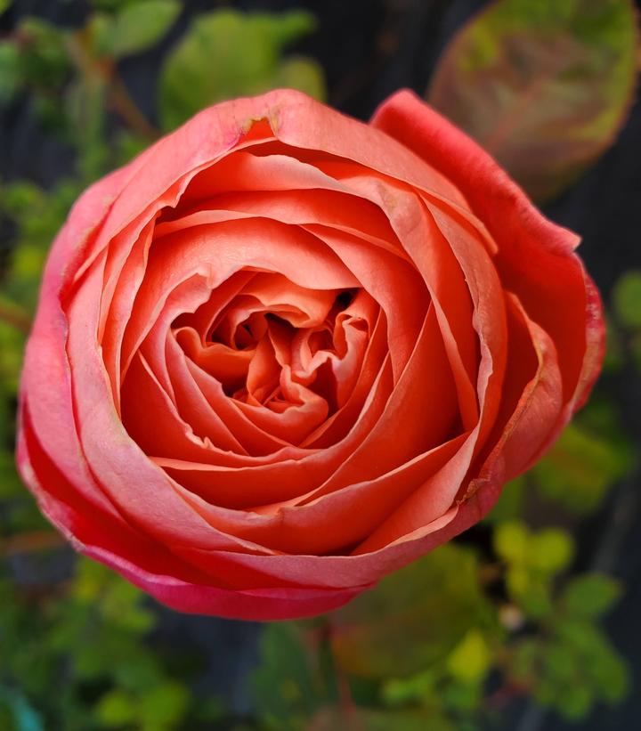 Rosa Sweet Mademoiselle™