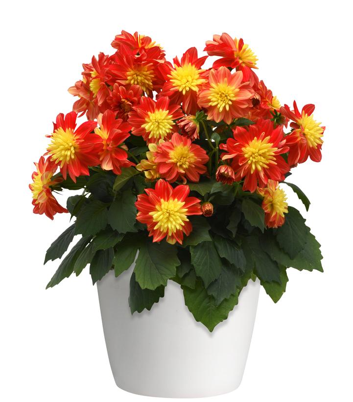 Dahlia 'Dalaya� Fireball' -photo courtesy of Ball Hort
