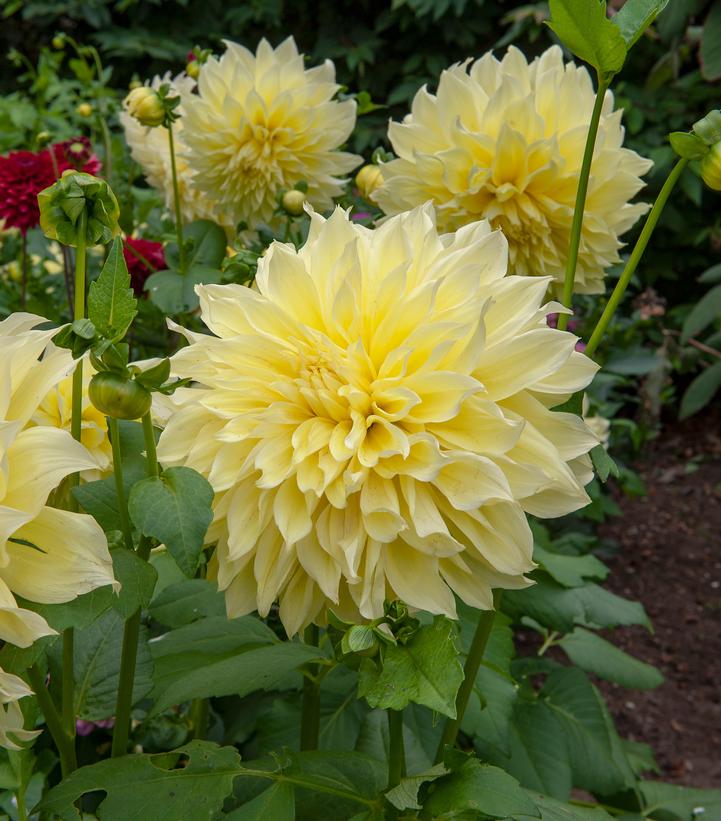 Dahlia ''Kelvin Floodlight'' -photo courtesy of DeVroomen