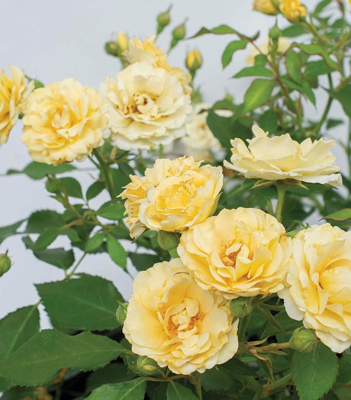 Image courtesy of Star Roses and Plants