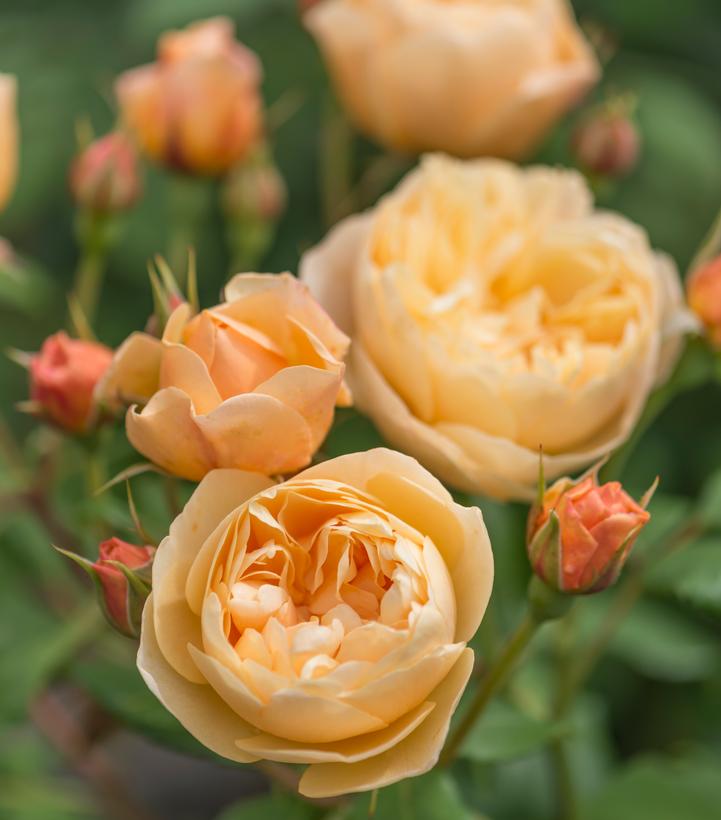 Rosa 'Roald Dahl' -photo courtesy of David Austin