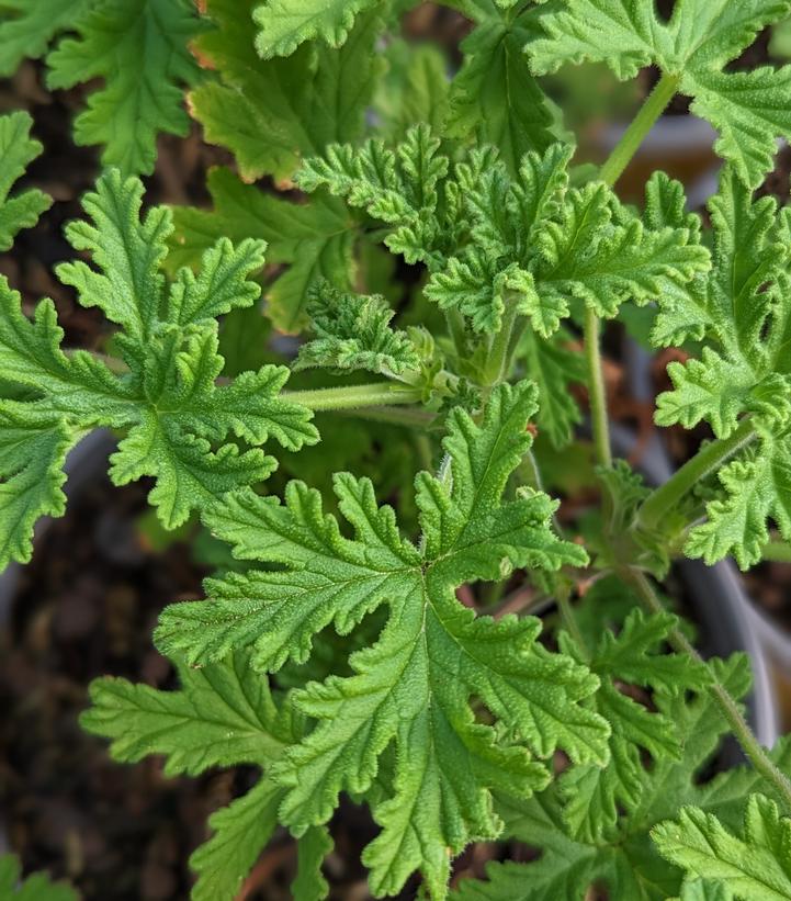 Image Credit: Prides Corner Farms