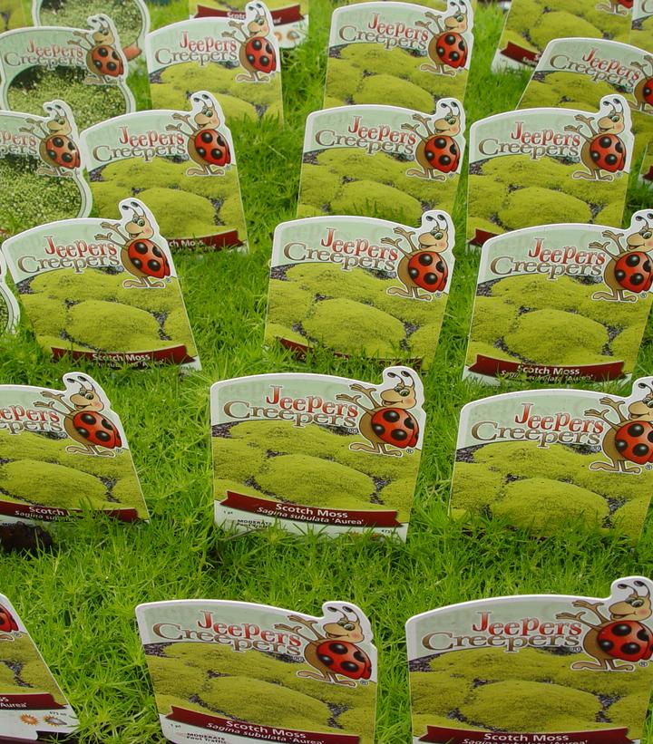 Sagina subulata 'Aurea'