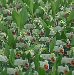 Jeepers Creepers Flats