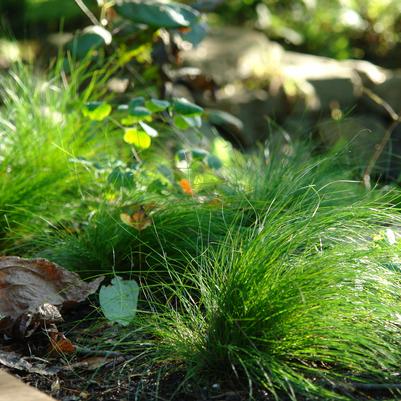 Image courtesy of Northcreek Nurseries