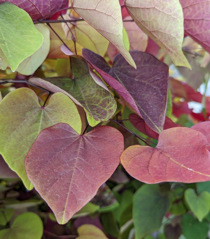 Cercis canadensis 'Flame Thrower�' - Flame Thrower� Eastern Redbud from Prides Corner Farms