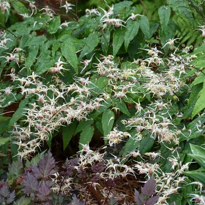 Image courtesy of Walters Gardens