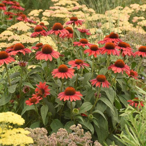 Echinacea x Color Coded® Frankly Scarlet