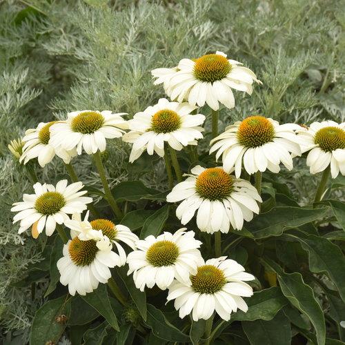 Echinacea x Color Coded® The Price is White