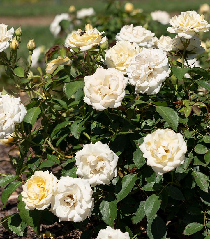 Image courtesy of Star Roses and Plants