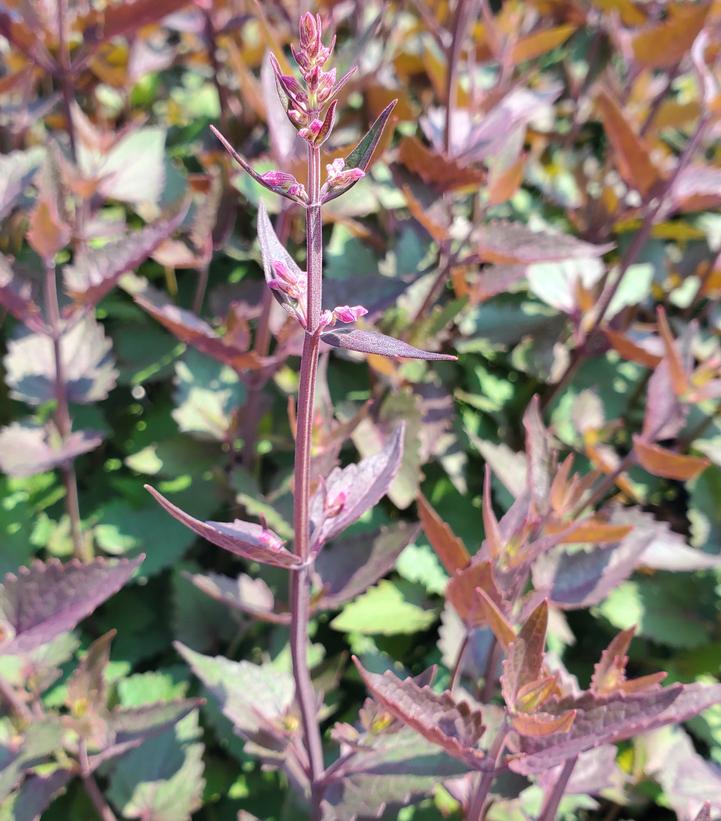 Image Credit: Prides Corner Farms