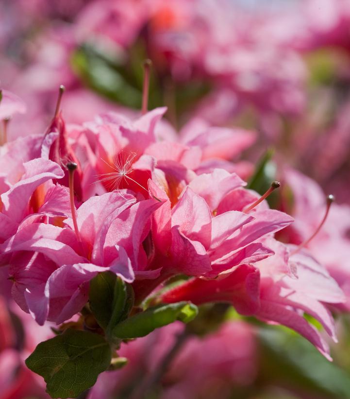 Image credit: Bailey Nurseries