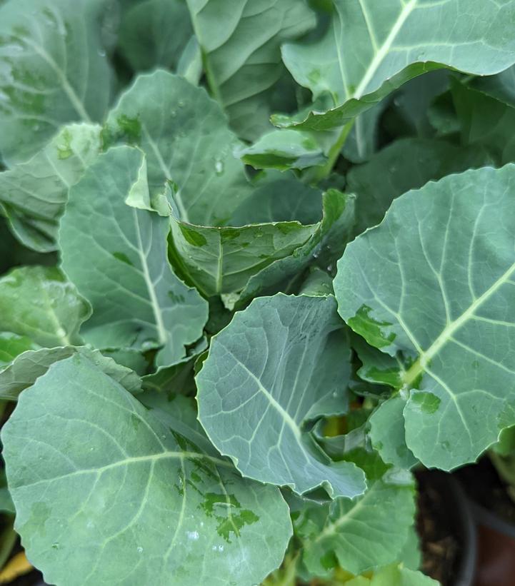 Broccolini 'Aspabroc' - Aspabroc Broccolini from Prides Corner Farms