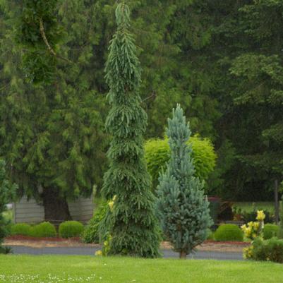 Picea glauca Pendula