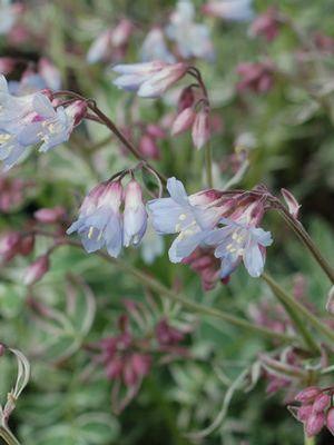 Polemonium 'Touch of Class'