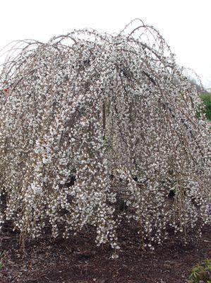 Prunus X Snow Fountains®