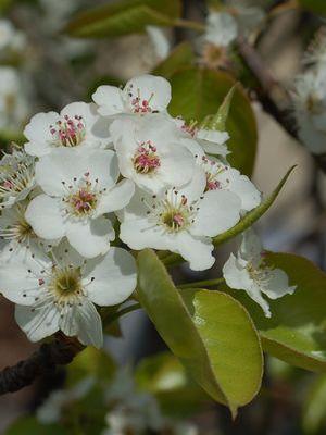 Pyrus calleryana Cleveland Select