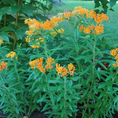 Asclepias tuberosa 