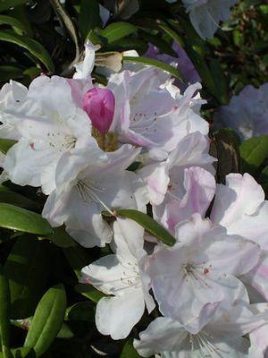 Rhododendron cat. Cunningham's White