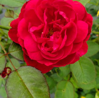 Rosa Darcey Bussell™