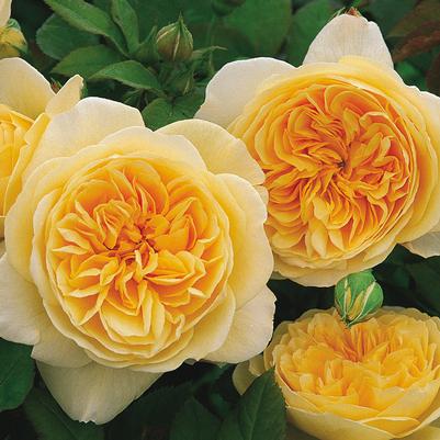 Rosa Teasing Georgia®