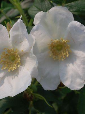 Rosa rugosa Alba
