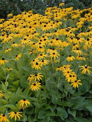 Rudbeckia fulgida var. sullivantii 'Goldsturm'