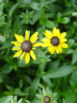 Rudbeckia var. fulgida 