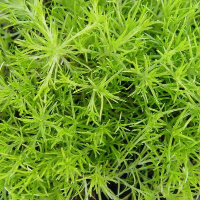 Sagina subulata 'Aurea'