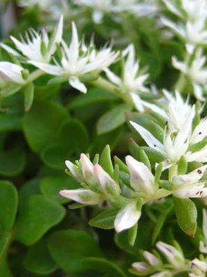 Sedum ternatum 'Larinem Park'