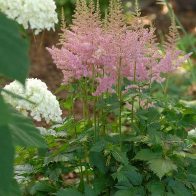 Astilbe chinensis 'Vision in Pink'