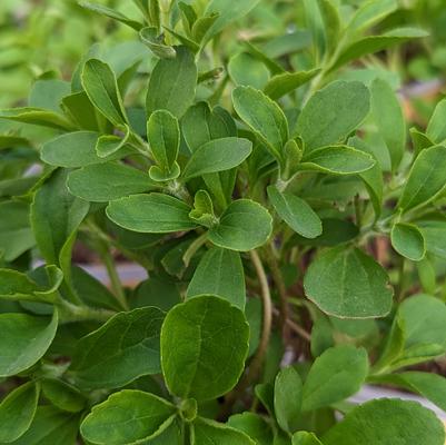Stevia rebaudiana 