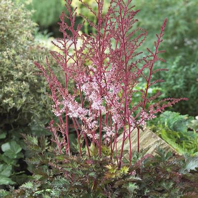 Astilbe x 'Delft Lace'