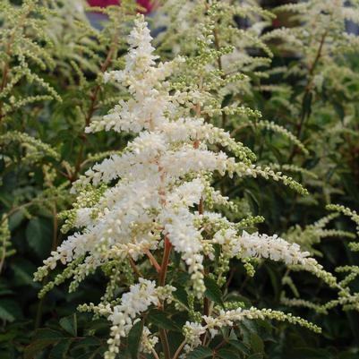 Astilbe japonica 'Deutschland'
